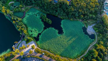 Jingyuetan Ulusal Orman Parkı, Changchun, Çin 'de nilüfer çiçekleri açar.