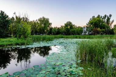 Jingyuetan Ulusal Orman Parkı, Changchun, Çin 'de nilüfer çiçekleri açar.