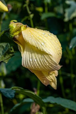 Güzel Abelmoschus manihot (L) Medicus