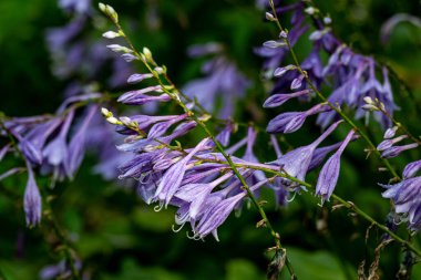 Blooming Hosta ensata - Changchun, Çin 'de çekilmiş