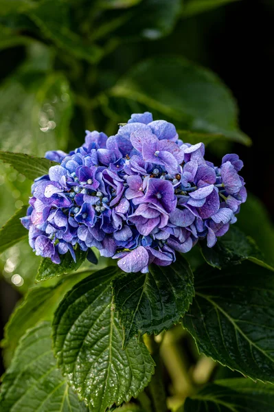 Blooming Hydrangea 창춘에서 — 스톡 사진