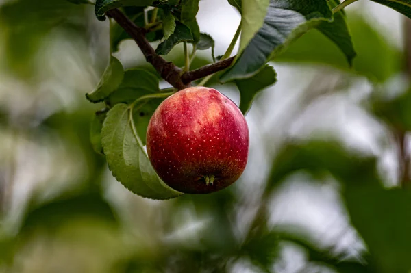 Яблуко Росте Гілці Фотографії Чанчуні Китай — стокове фото