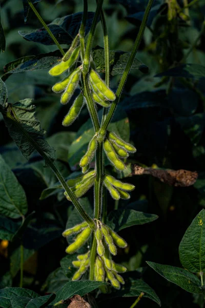 Soybean Clips Growing Field — Stock Photo, Image