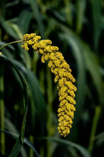 畑で成長する穀物の耳 — ストック写真