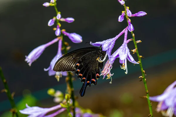 Flores Papilio Maackii — Fotografia de Stock