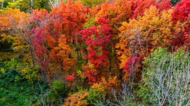 Nanhu Park, Changchun, Çin 'de sonbahar manzarası