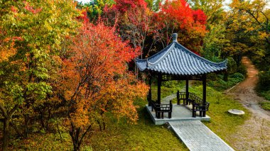 Nanhu Park, Changchun, Çin 'de sonbahar ormanı manzarası