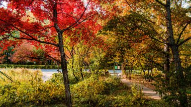 Nanhu Park, Changchun, Çin 'de sonbahar ormanı manzarası