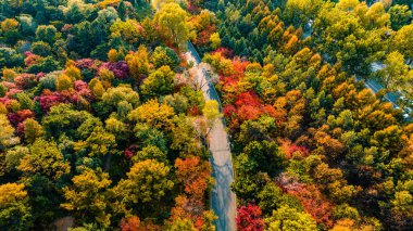 Nanhu Park, Changchun, Çin 'de sonbahar ormanı manzarası
