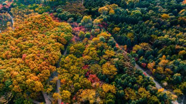 Nanhu Park, Changchun, Çin 'de sonbahar ormanı manzarası