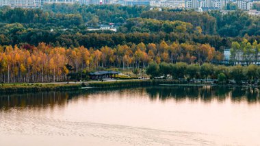 Nanhu Park, Changchun, Çin 'deki huş ağacının sonbahar manzarası