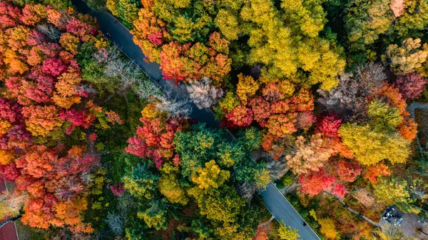 Nanhu Park, Changchun, Çin 'de sonbahar manzarası