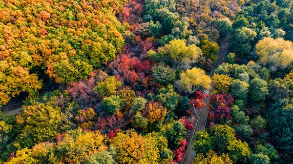 Nanhu Park, Changchun, Çin 'de sonbahar ormanı manzarası