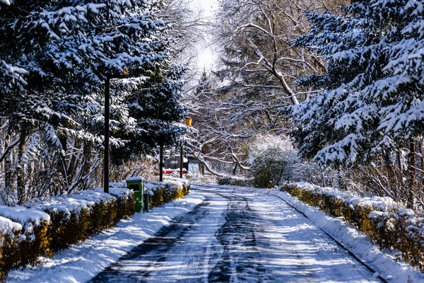 Snow scene on the forest path in Nanhu Park, Changchun, China after the first snowfall