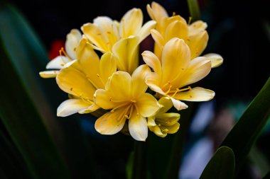 Clivia tamamen çiçek açtı