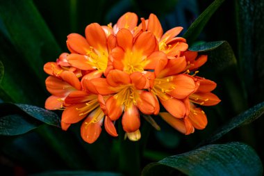 Clivia tamamen çiçek açtı