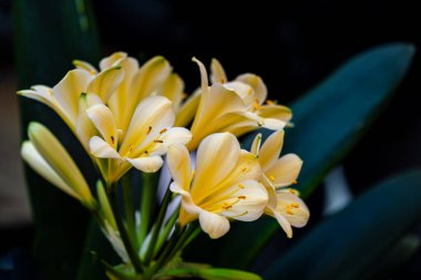 Clivia tamamen çiçek açtı