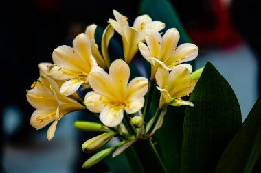 Clivia tamamen çiçek açtı