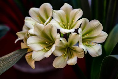 Clivia tamamen çiçek açtı