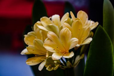 Clivia tamamen çiçek açtı