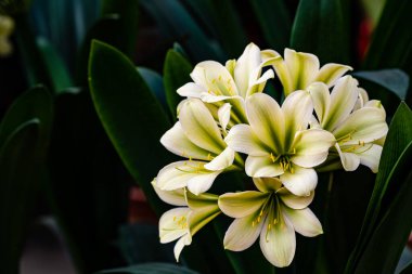 Clivia tamamen çiçek açtı