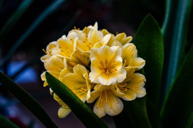 Clivia tamamen çiçek açtı