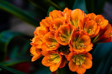Clivia tamamen çiçek açtı