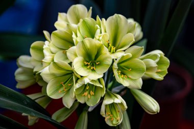 Clivia tamamen çiçek açtı