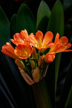 Clivia tamamen çiçek açtı