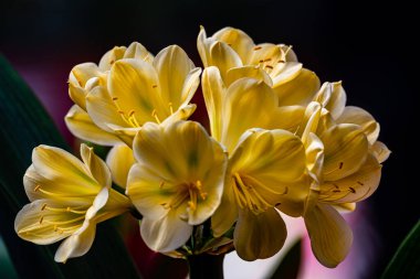 Clivia tamamen çiçek açtı