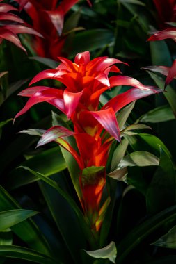  Çiçek açan bromeliad - Changchun, Çin 'de fotoğraflandı