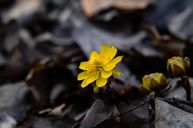 Adonis amurensis ilkbaharın başlarında çiçek açıyor.