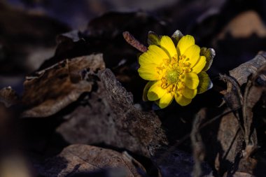 Adonis amurensis ilkbaharın başlarında çiçek açıyor.