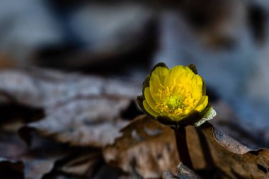 Adonis amurensis ilkbaharın başlarında çiçek açıyor.