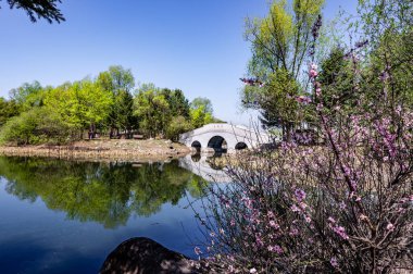 İlkbaharda Çin 'in Changchun kentindeki Jingyuetan Ulusal Orman Parkı' nda kayısı çiçekleri açar.