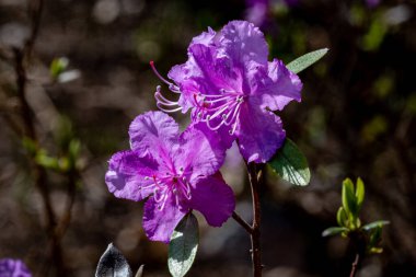 Baharda çiçek açan ormangülü
