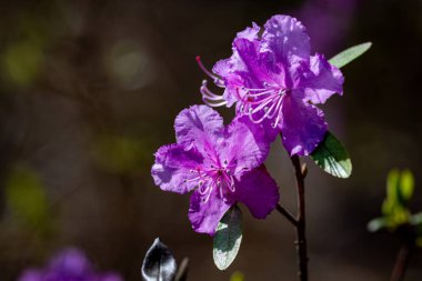 Baharda çiçek açan ormangülü