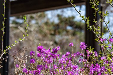 Baharda çiçek açan ormangülü