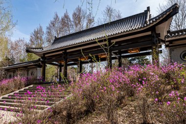 Baharda çiçek açan ormangülü