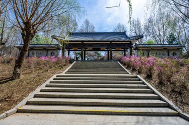 Baharda çiçek açan ormangülü