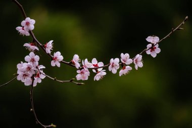 Kayısı çiçekleri ilkbaharın başlarında açar.