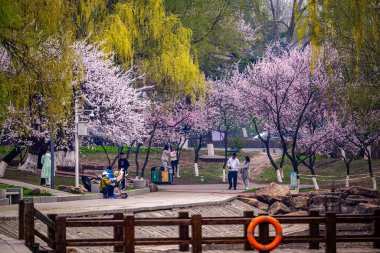 Kayısı çiçekleri ilkbaharın başlarında açar.