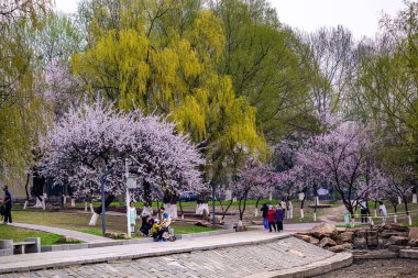 Kayısı çiçekleri ilkbaharın başlarında açar.