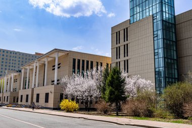 Changchun, Çin 'deki Jilin Üniversitesi' nin yenilikçi kampüsünde kayısı çiçekleri açar.