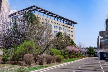 Changchun, Çin 'deki Jilin Üniversitesi' nin yenilikçi kampüsünde kayısı çiçekleri açar.