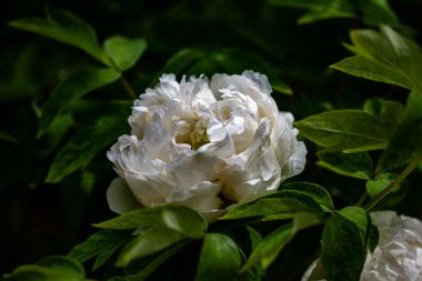 Yazın başında açan şakayık çiçekleri