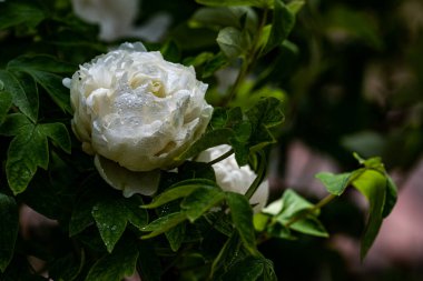 Yazın başında açan şakayık çiçekleri