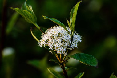 Çiçekli kıllı tamarisk - Changchun, Çin 'de çekilmiş