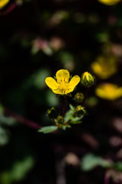 Ormanda çiçek açan Ranunculus