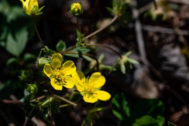 Ormanda çiçek açan Ranunculus